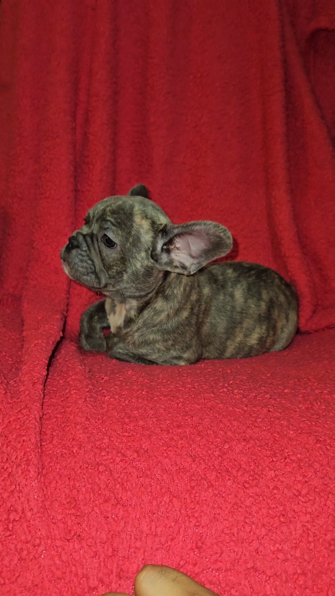 French Bulldog Pups image 4