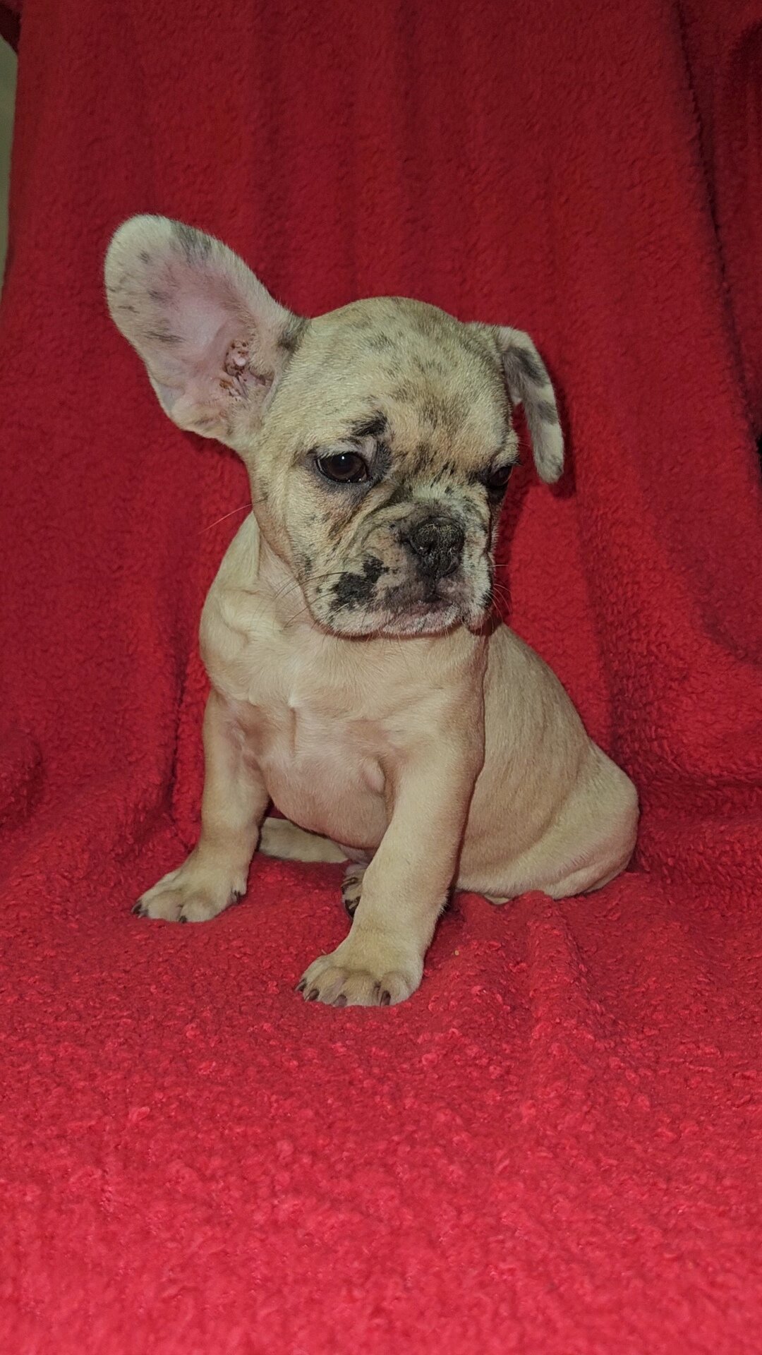 French Bulldog Pups image 6