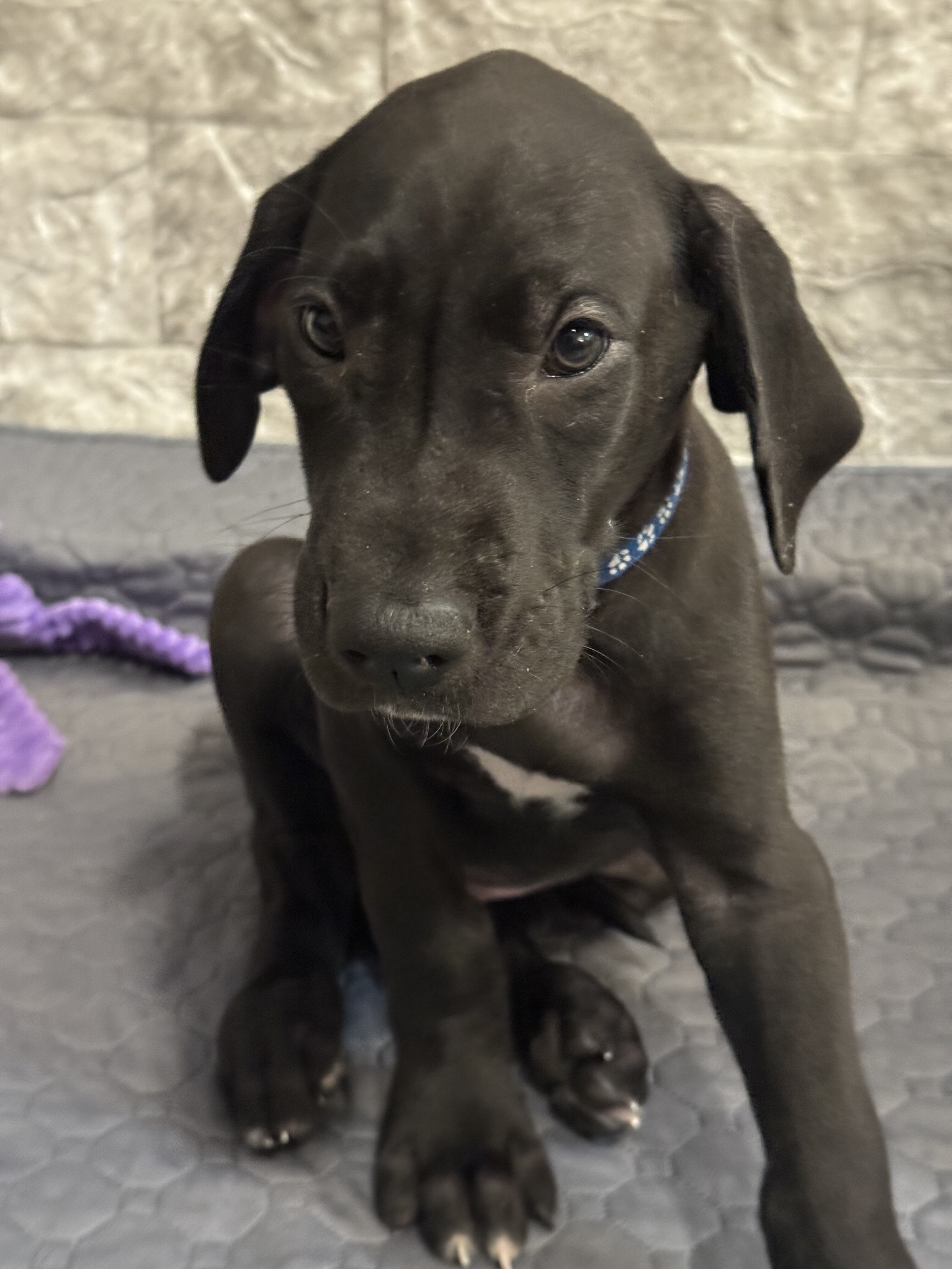 Great Dane Puppy image 2
