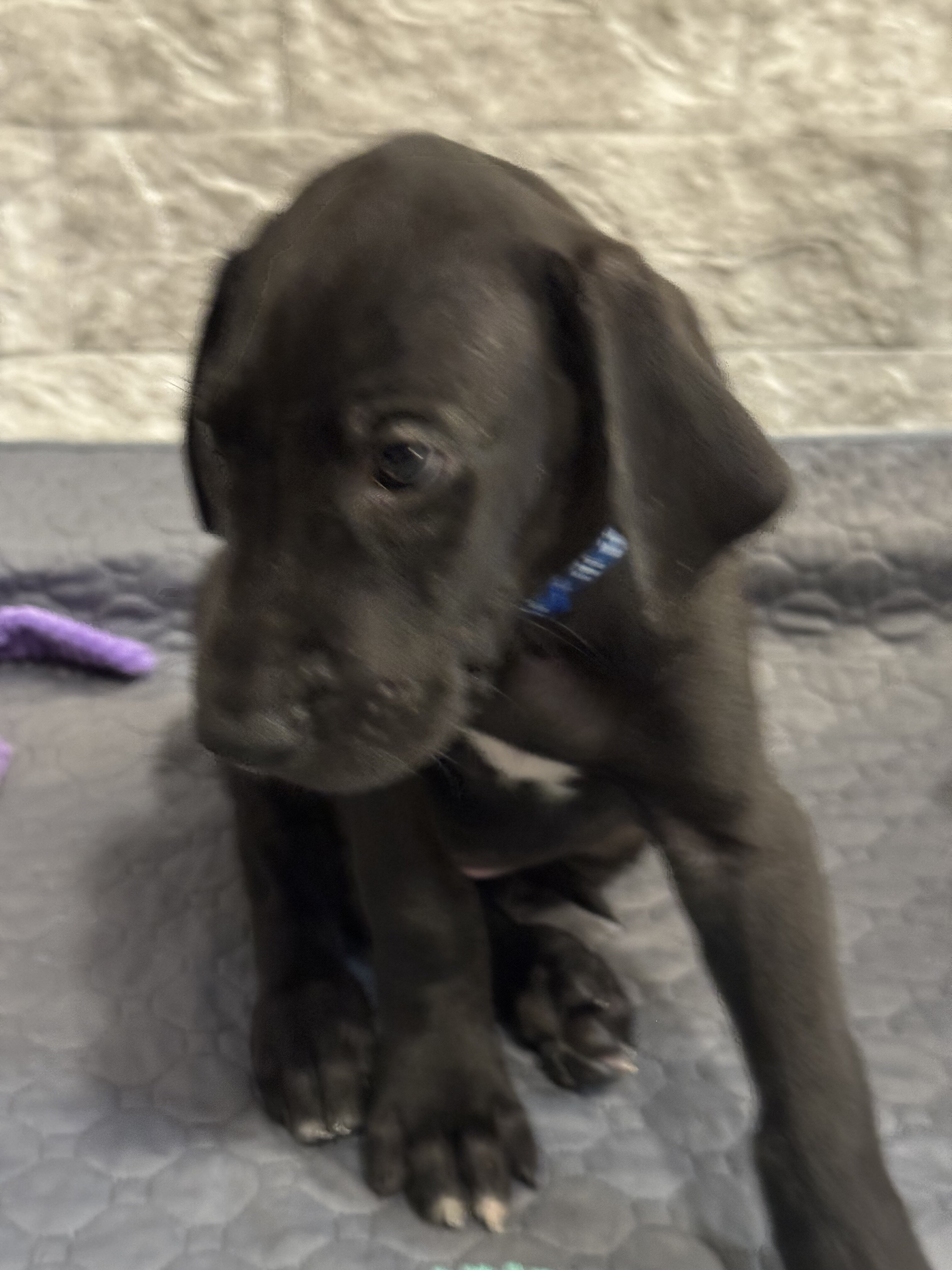 Great Dane Puppy image 3
