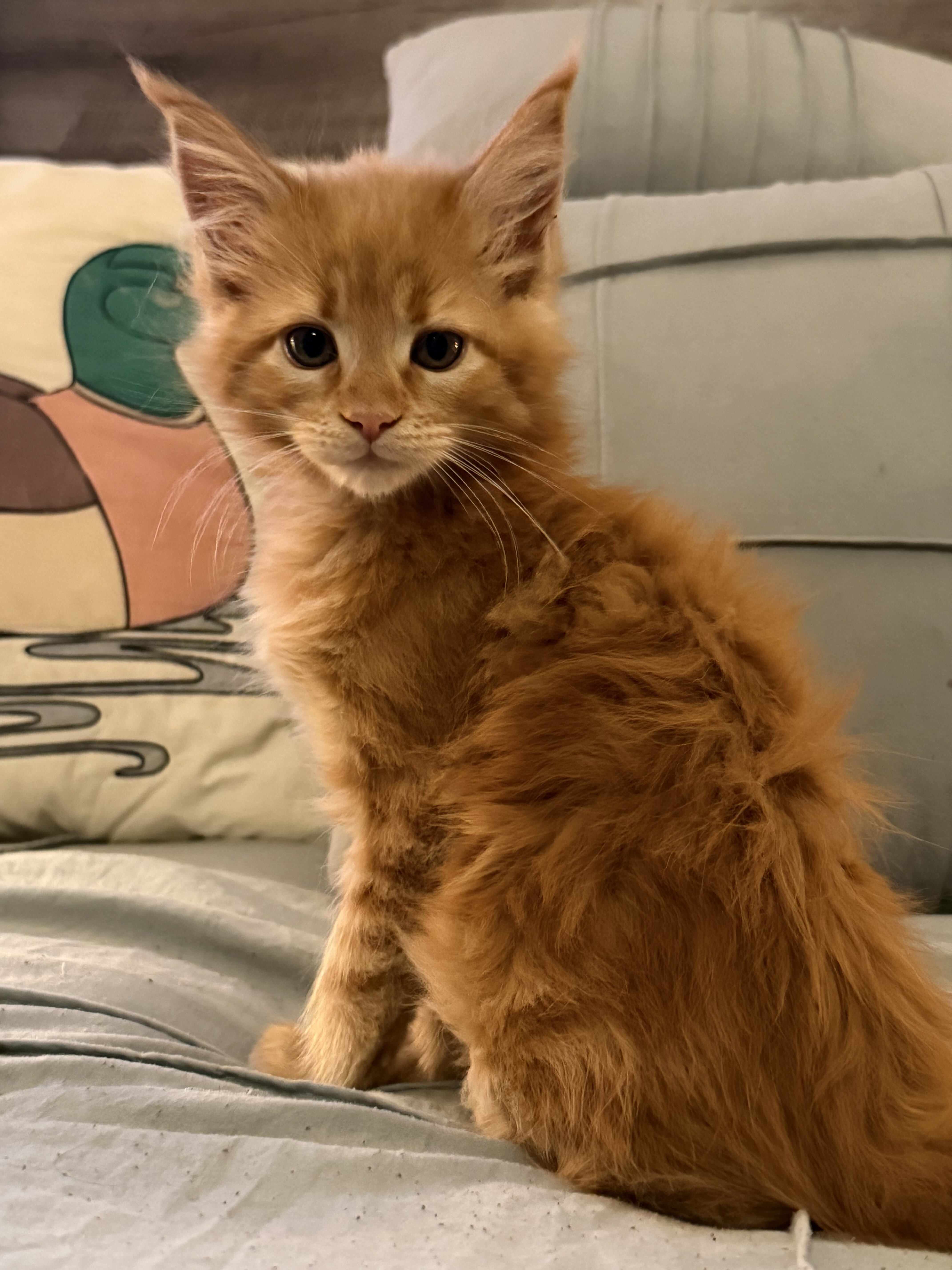 Maine Coon Kittens image 4
