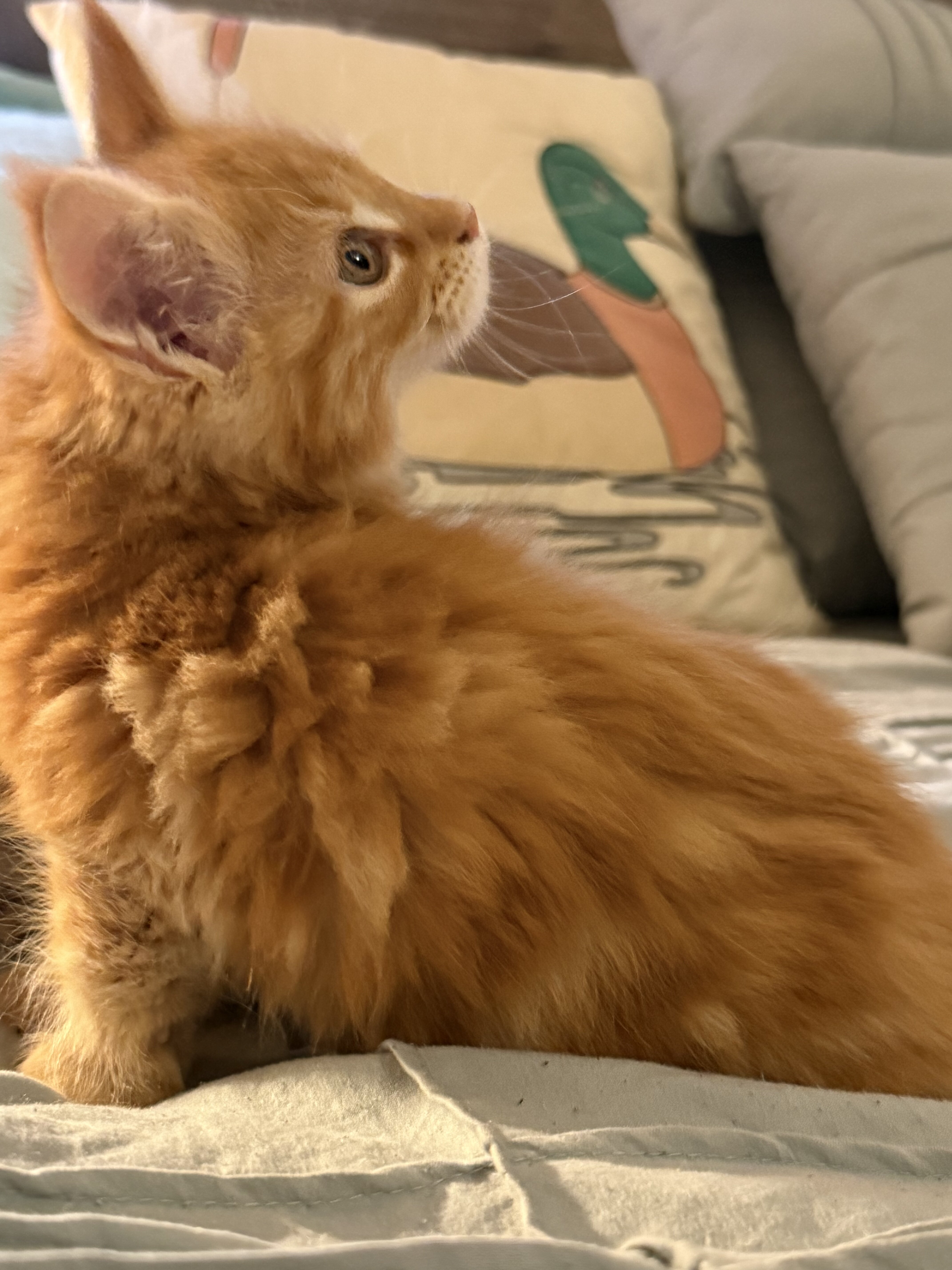 Maine Coon Kittens image 2