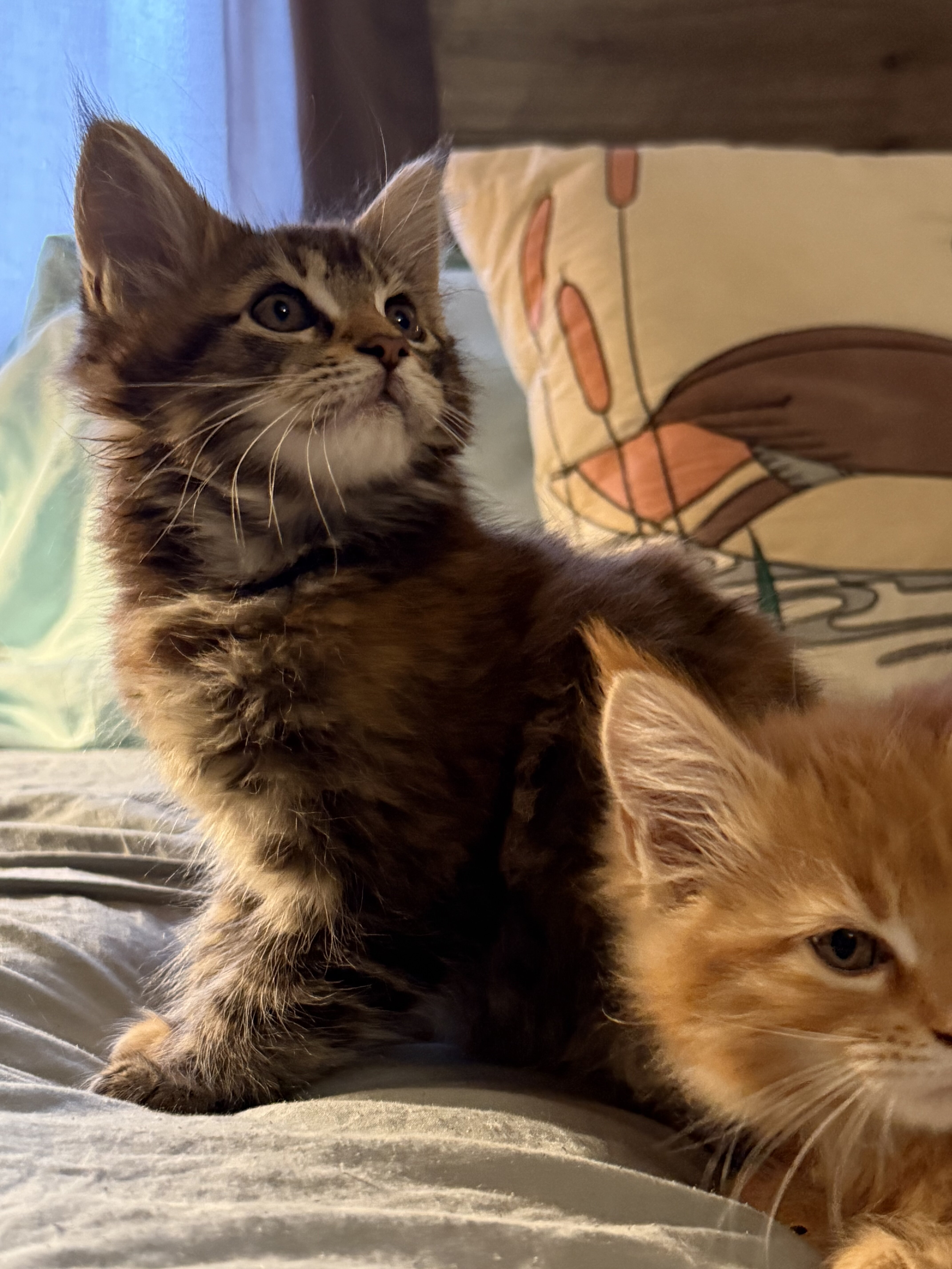 Maine Coon Kittens image 3