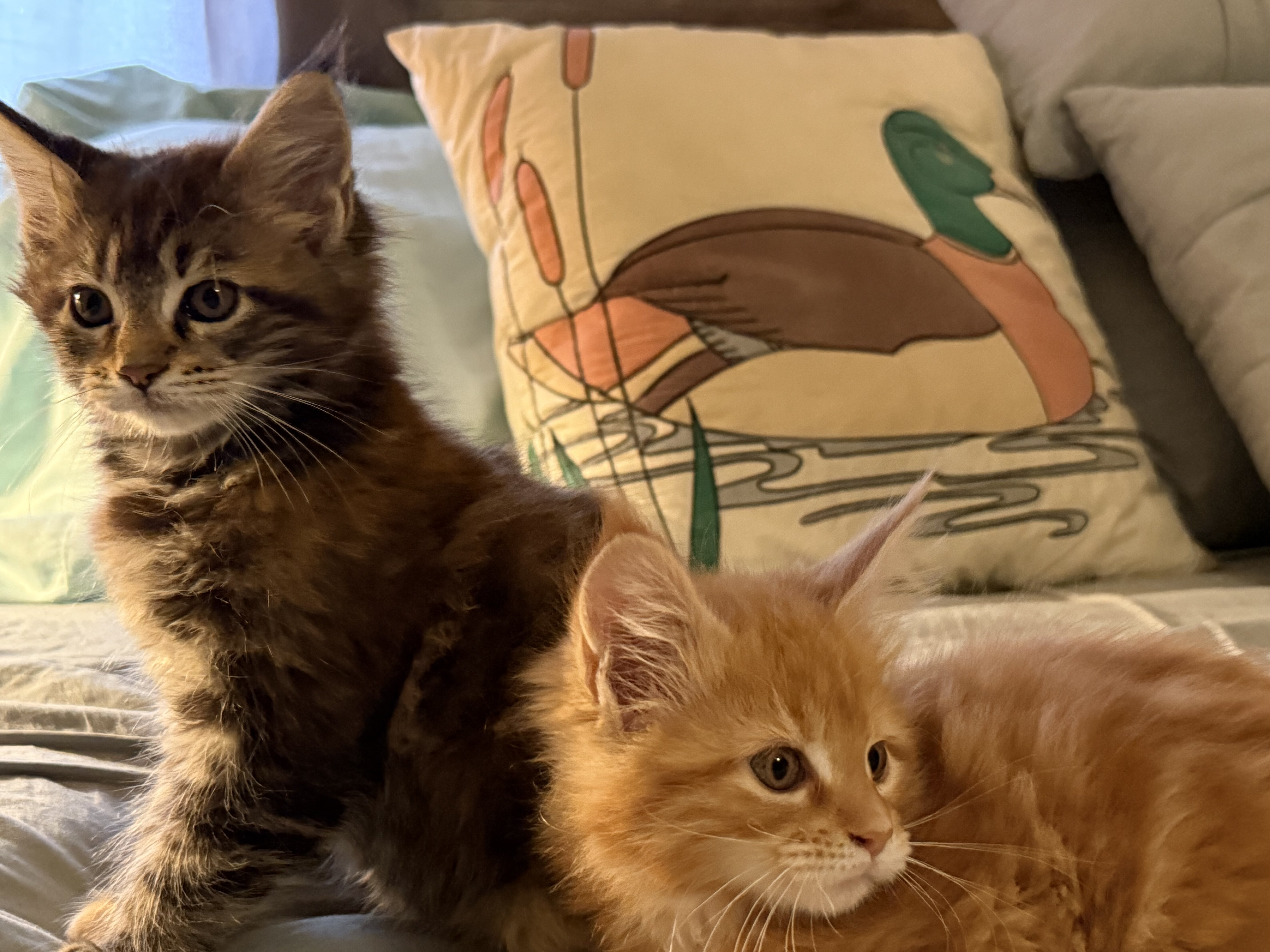 Maine Coon Kittens image 1