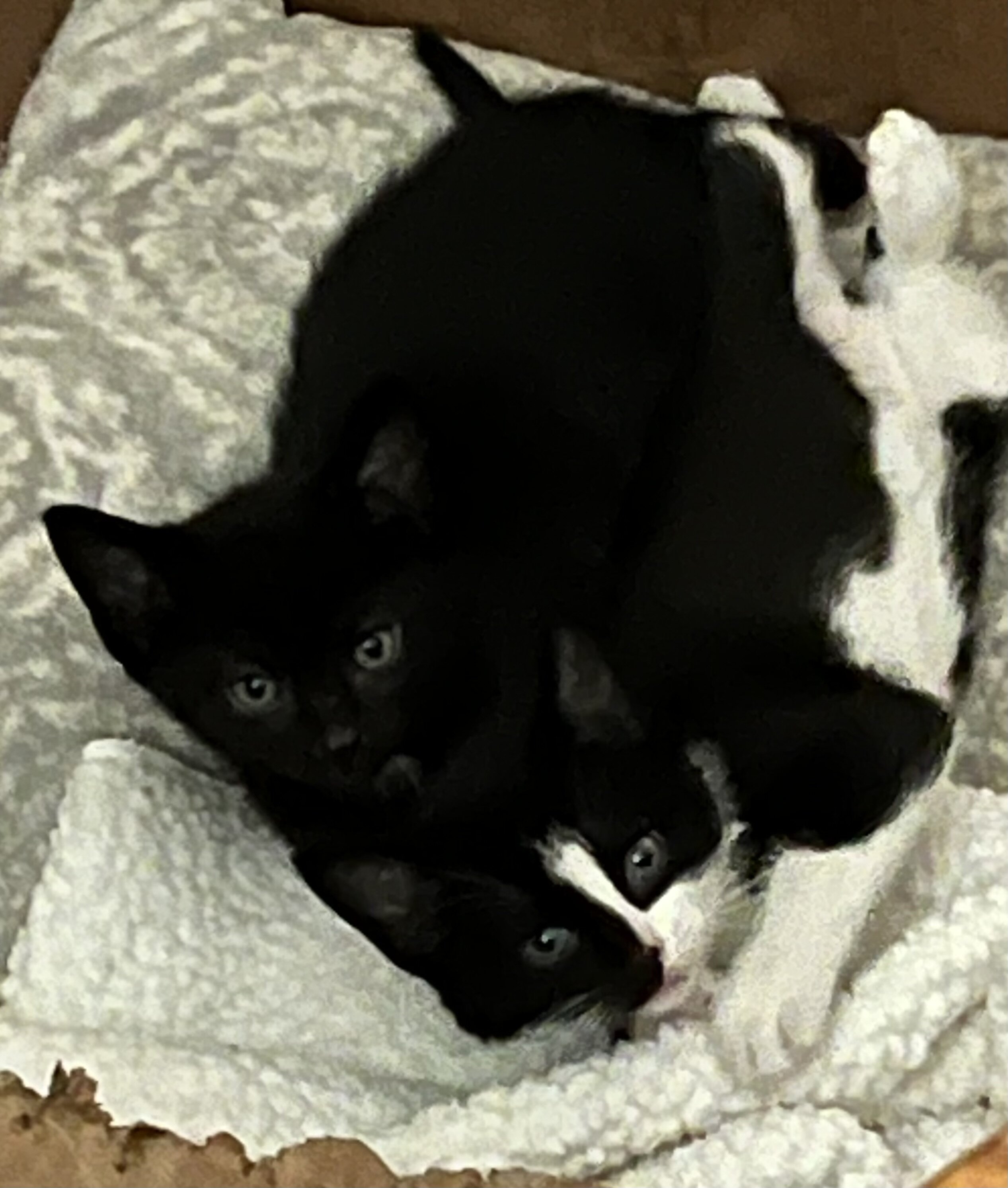 Kittens ( Free to good Home) image 1