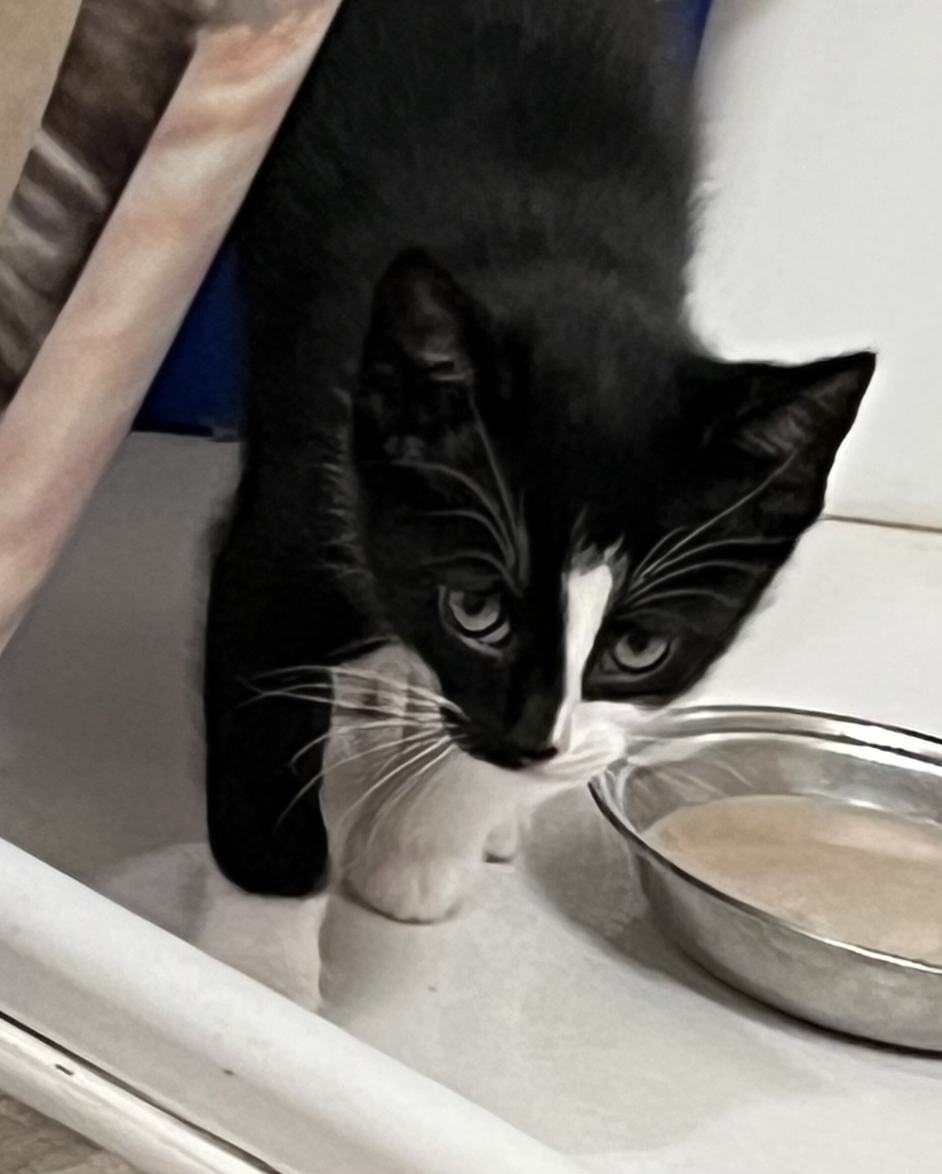 Kittens ( Free to good Home) image 3