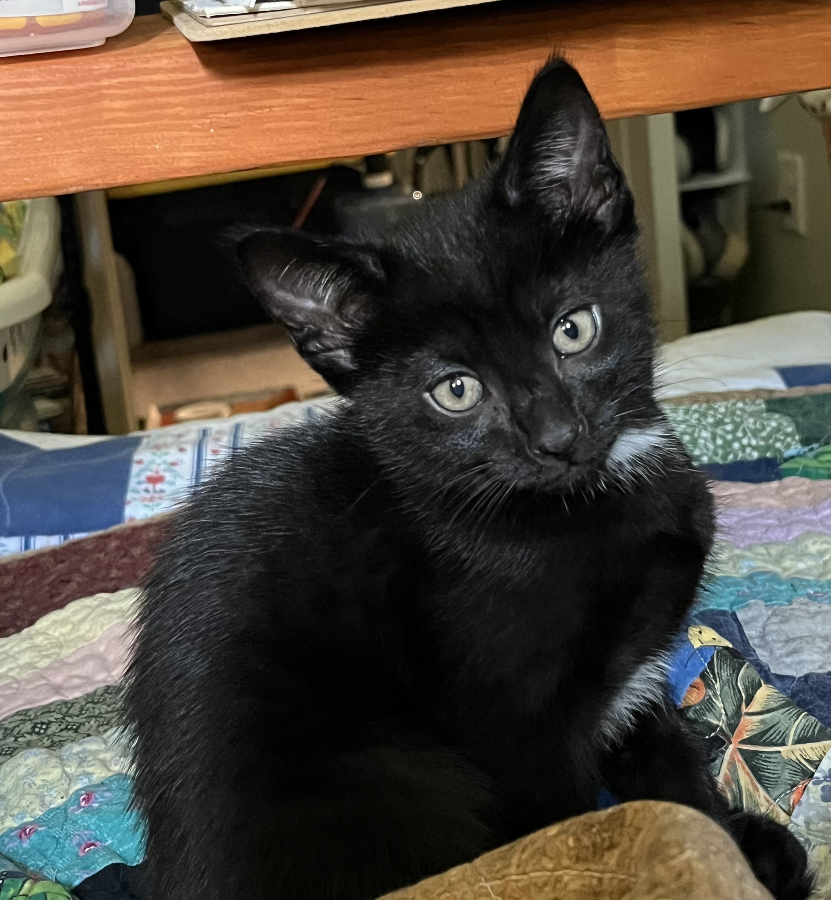 Kittens ( Free to good Home) image 2