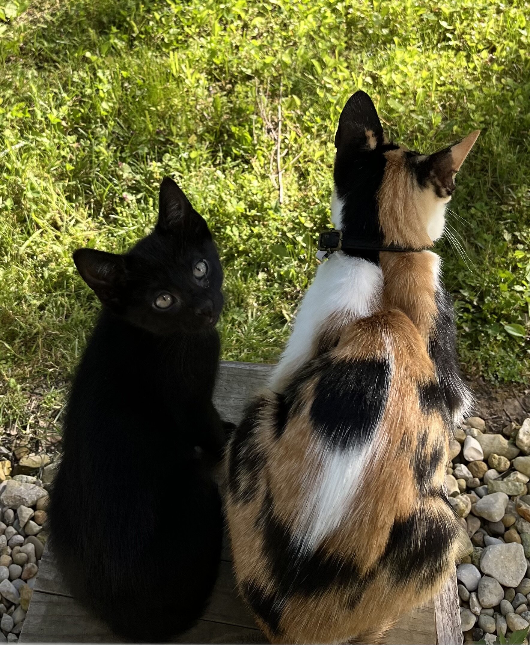 Kittens ( Free to good Home) image 4