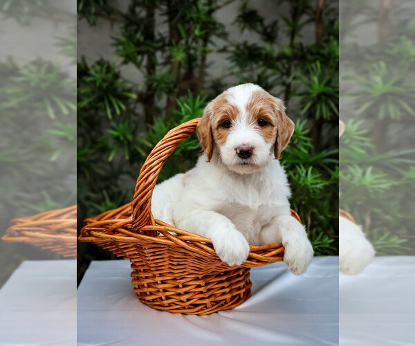 Goldendoodle Litter of Puppies For Sale in MIAMI, image 1