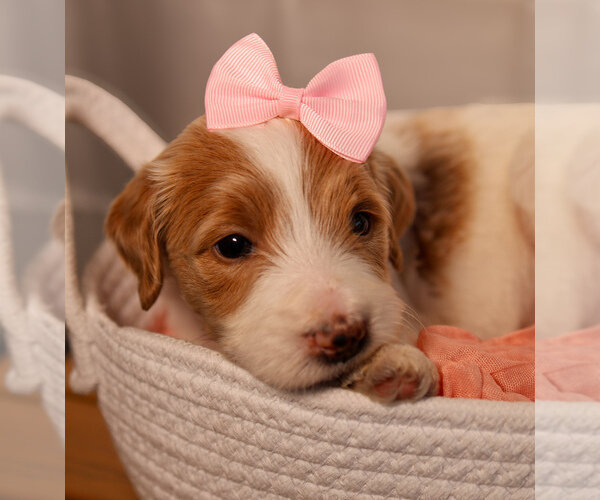 Goldendoodle Litter of Puppies For Sale in MIAMI, image 3