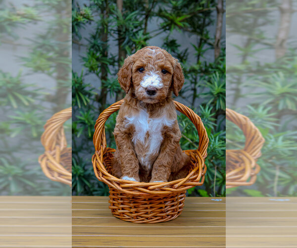 Goldendoodle Litter of Puppies For Sale in MIAMI, image 2