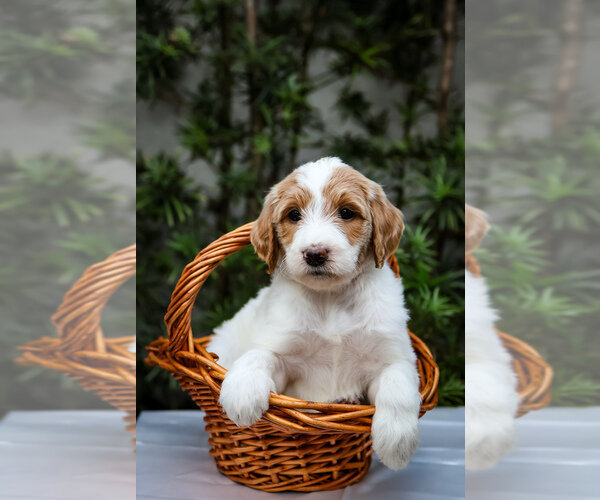 Goldendoodle Litter of Puppies For Sale in MIAMI, image 4