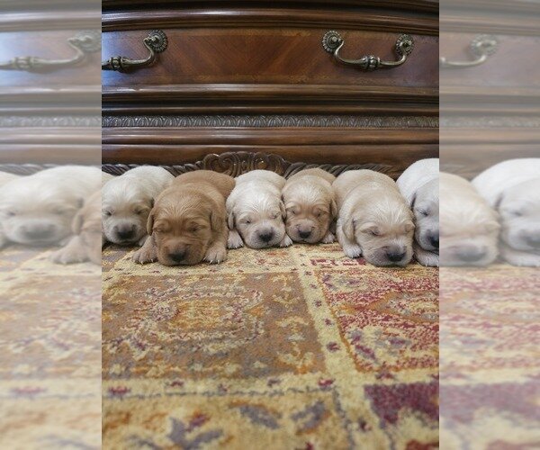 Golden Retriever Litter of Puppies For Sale in ELV image 1