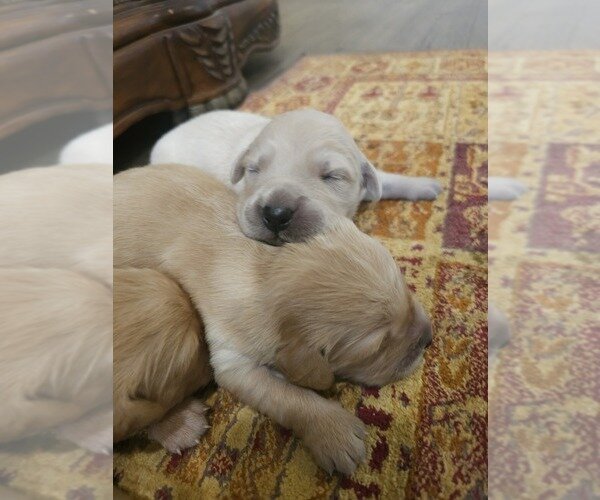 Golden Retriever Litter of Puppies For Sale in ELV image 2