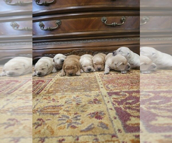 Golden Retriever Litter of Puppies For Sale in ELV image 3