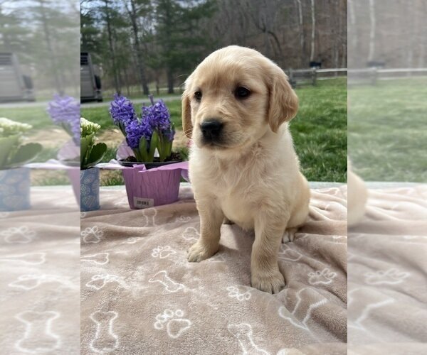 EXPECTING AKC GOLDEN RETRIEVERS image 1