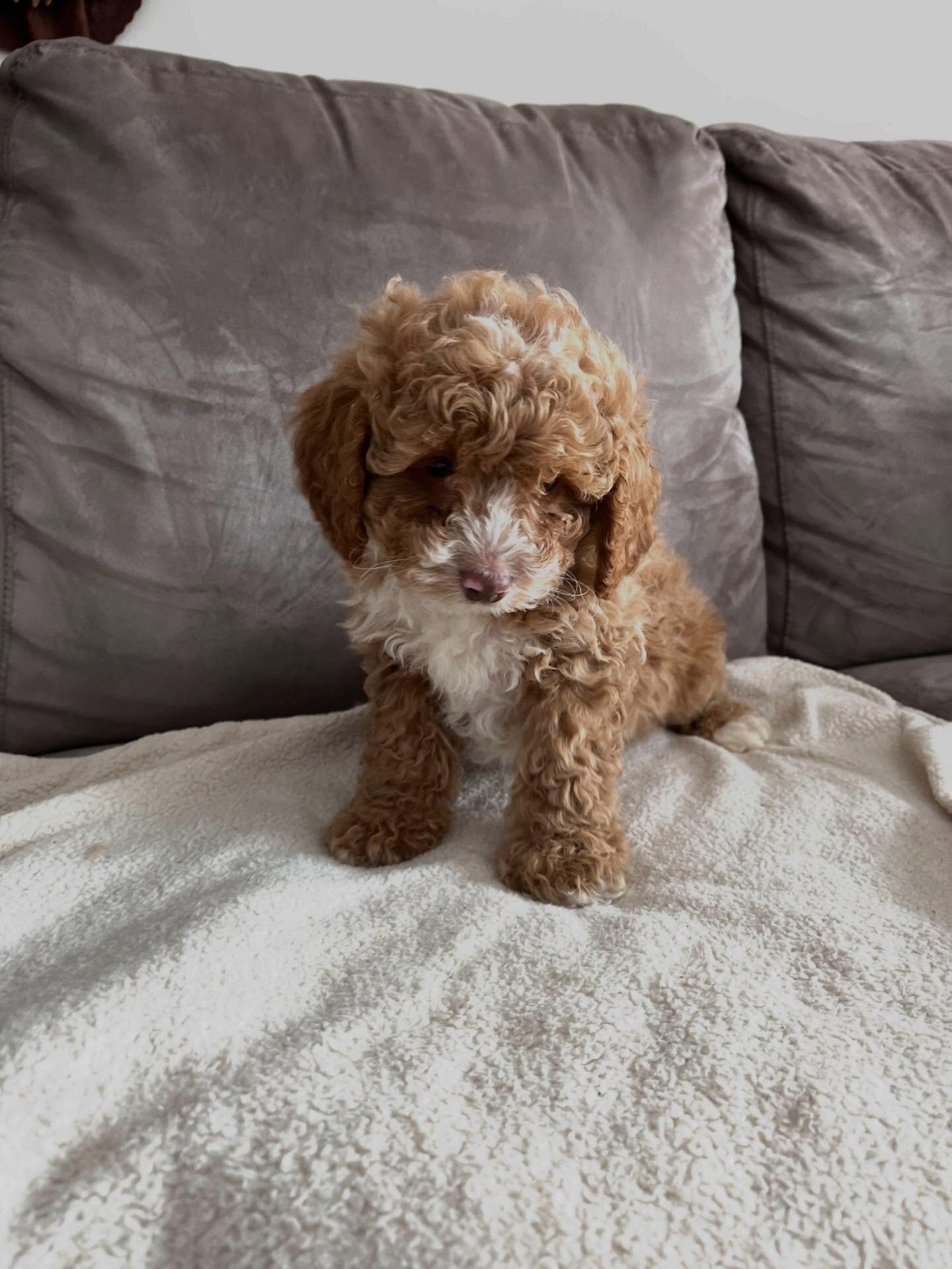 Loving Cockapoo puppy looking for their lovely hom image 9