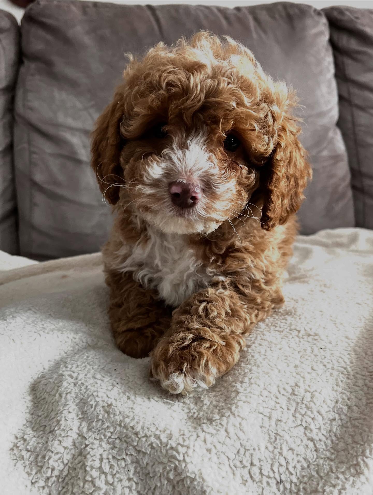 Loving Cockapoo puppy looking for their lovely hom image 8