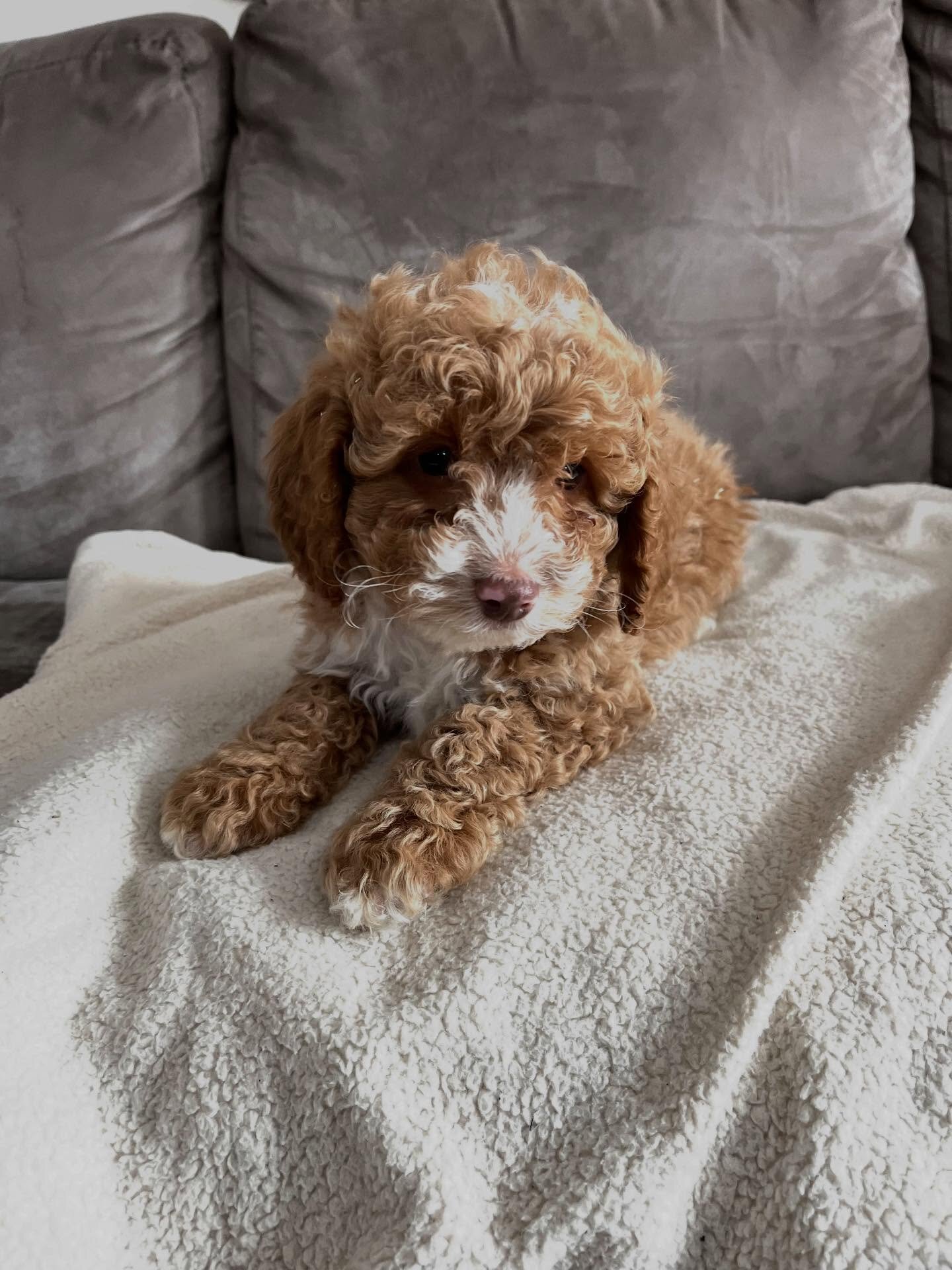 Loving Cockapoo puppy looking for their lovely hom image 6