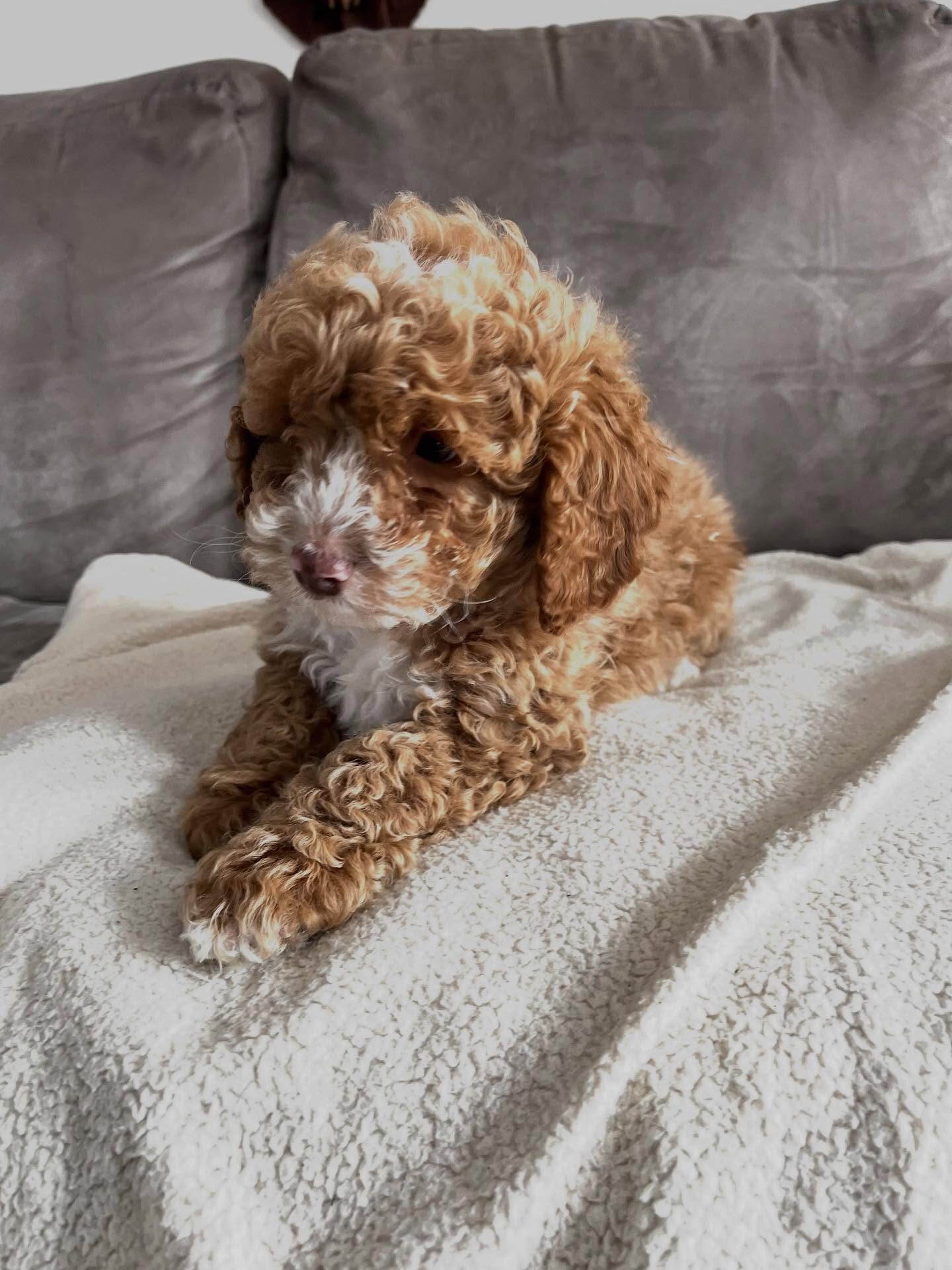 Loving Cockapoo puppy looking for their lovely hom image 7