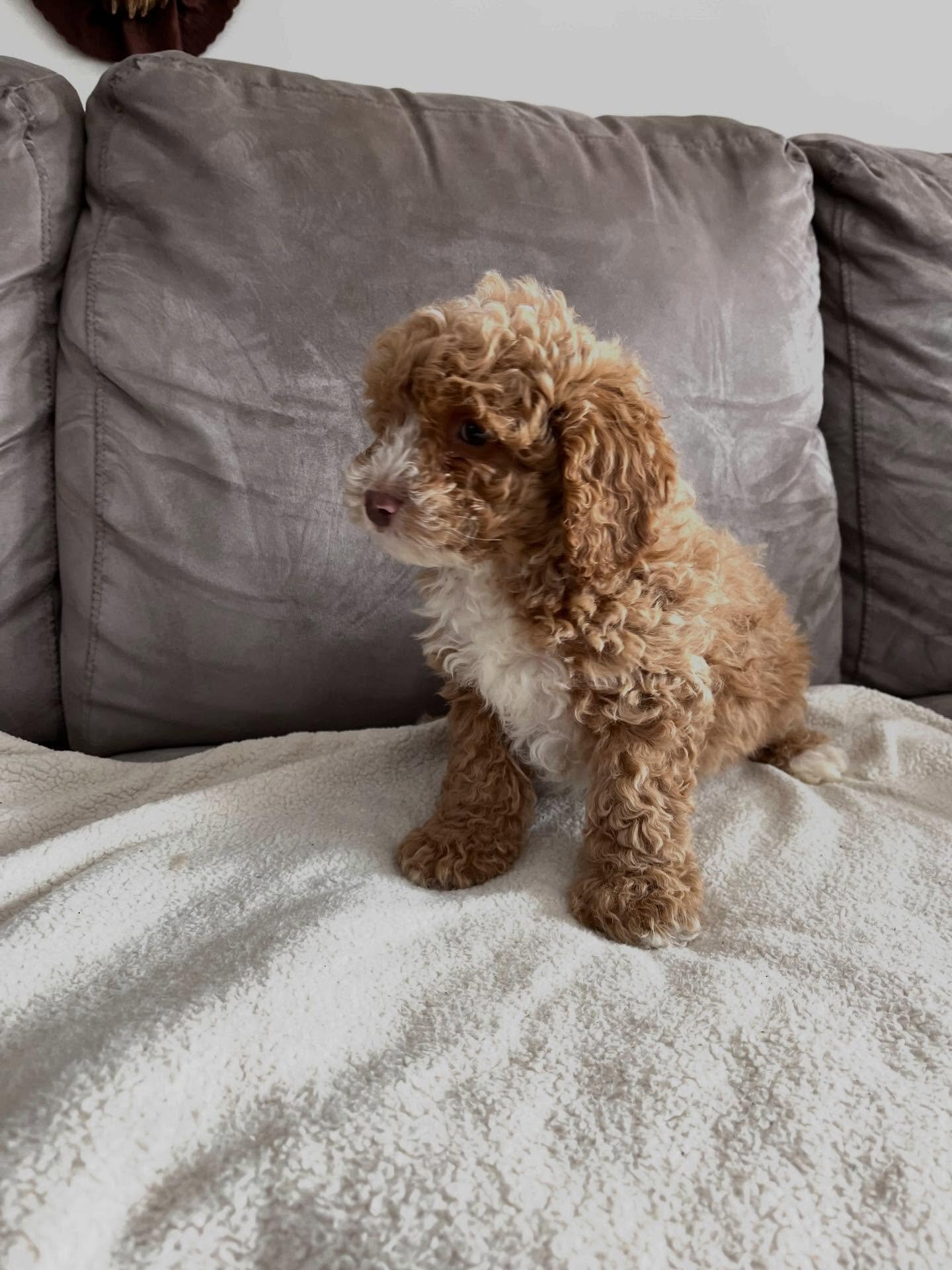 Loving Cockapoo puppy looking for their lovely hom image 5