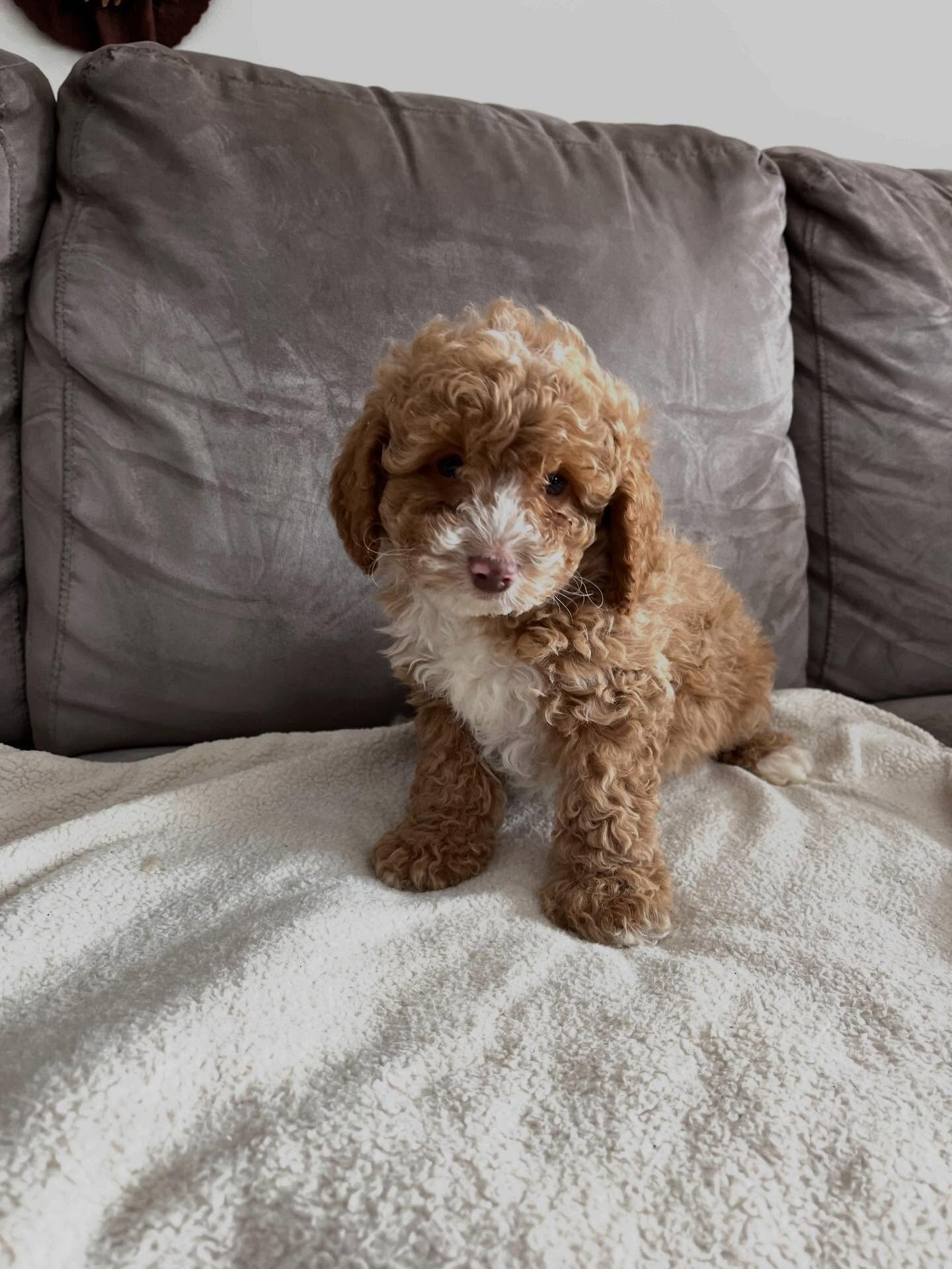 Loving Cockapoo puppy looking for their lovely hom image 3