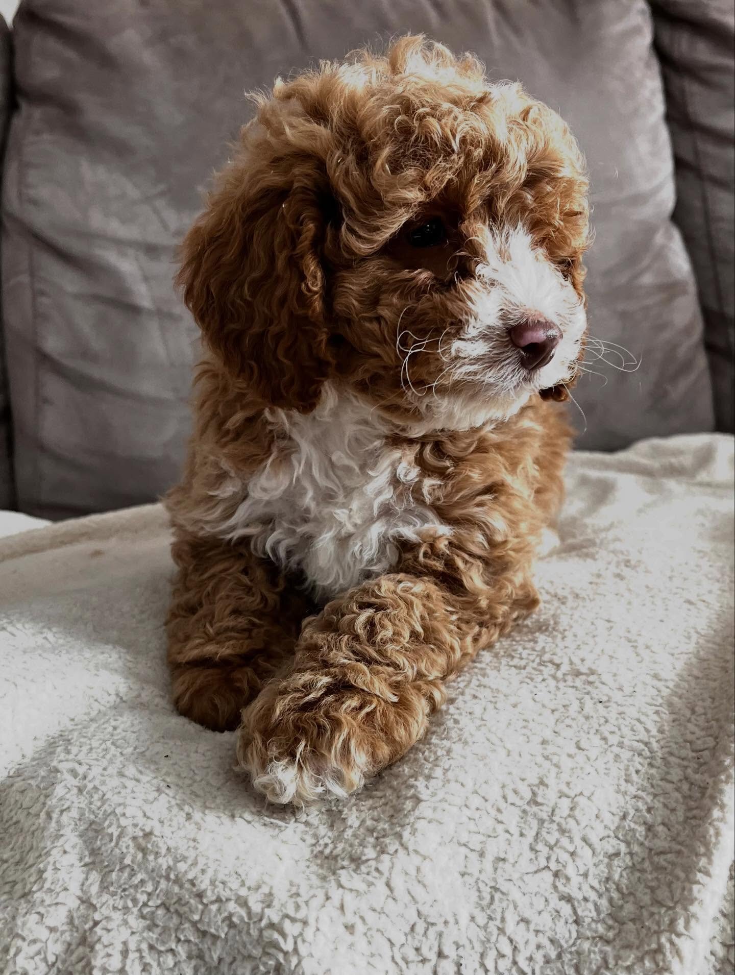 Loving Cockapoo puppy looking for their lovely hom image 4