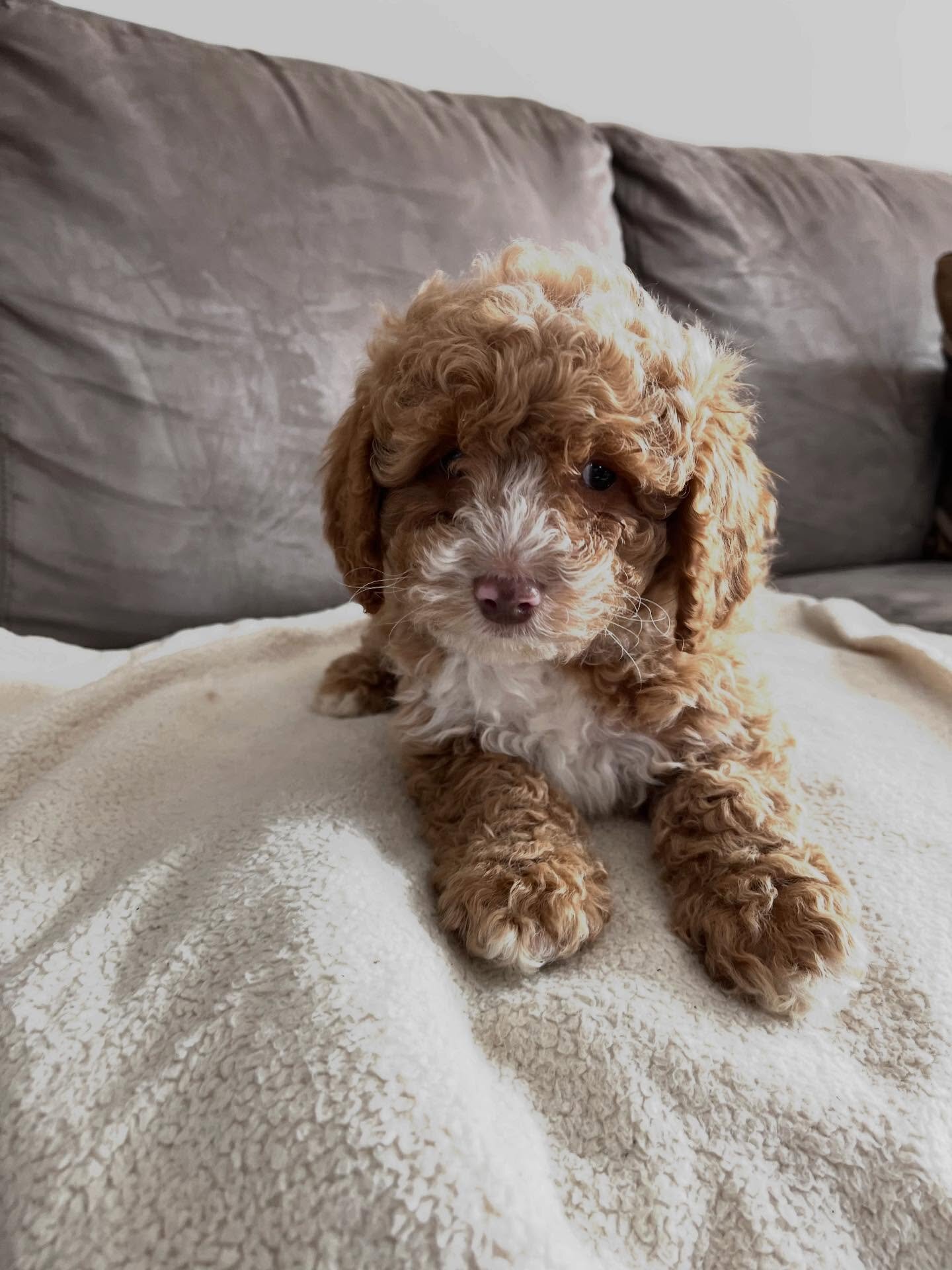 Loving Cockapoo puppy looking for their lovely hom image 2