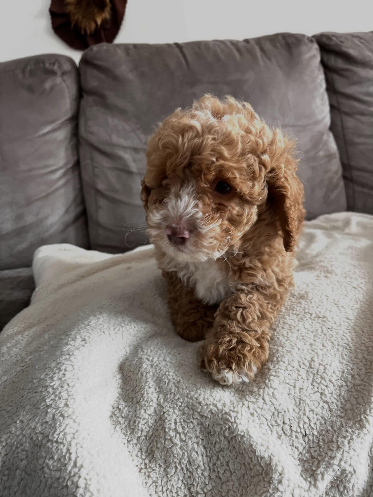 Loving Cockapoo puppy looking for their lovely hom image 1