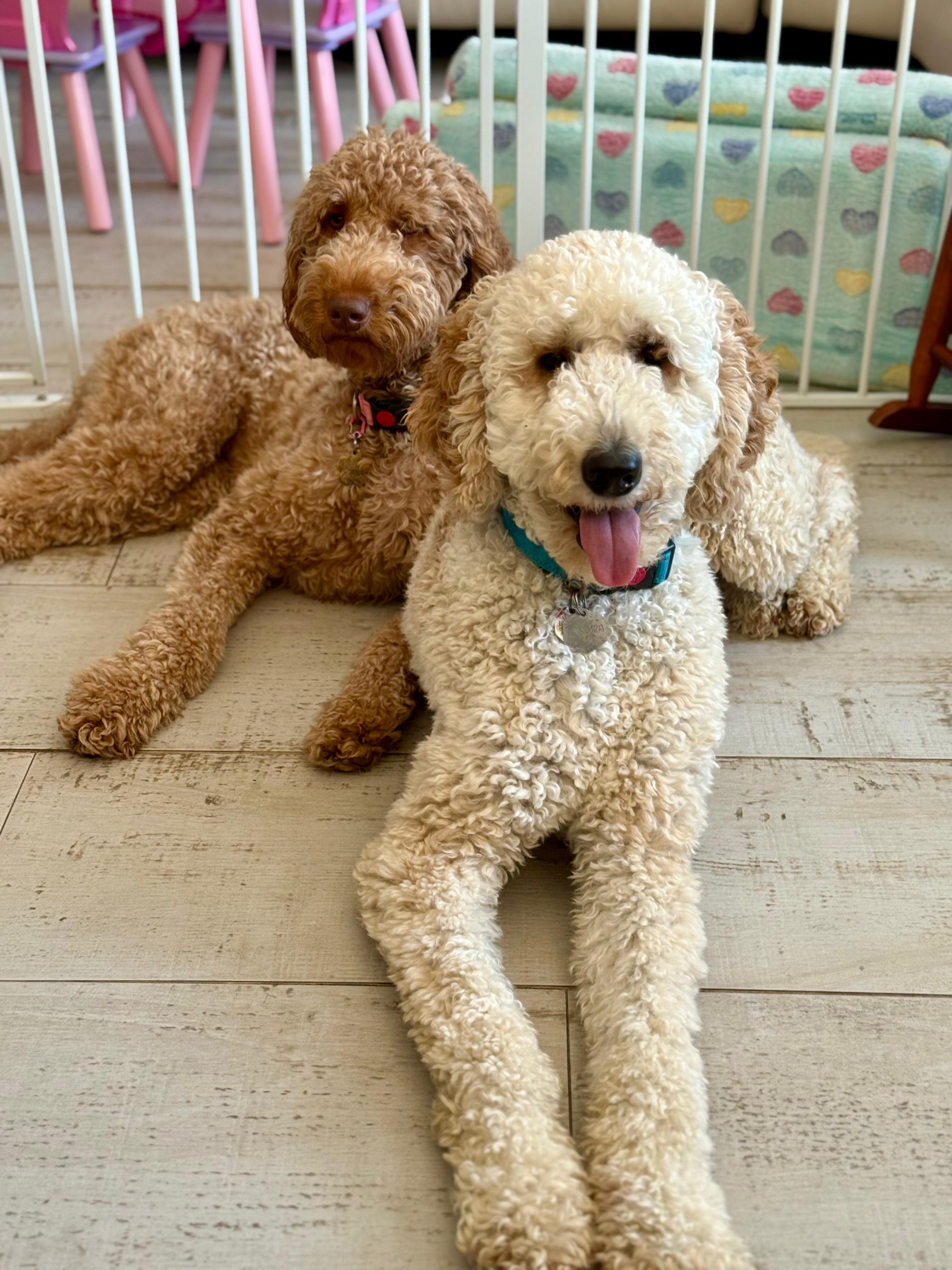 Standard Apricot F1BB Goldendoodles image 5