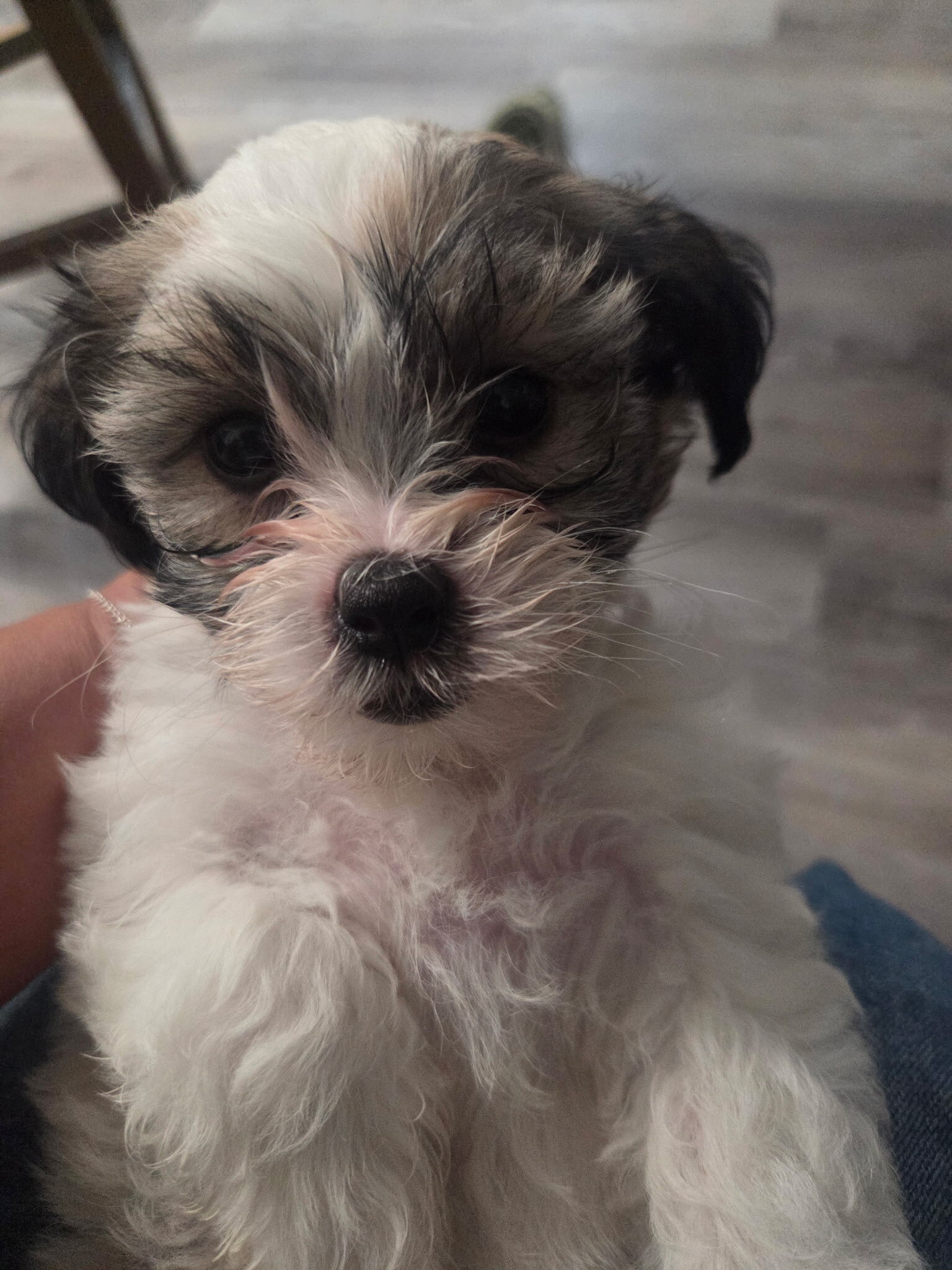 Shihtzu/Maltese Mix Puppies 7 weeks old playful image 1