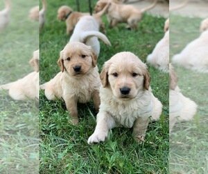 AKC GOLDEN RETRIEVER PUPPIES image 1