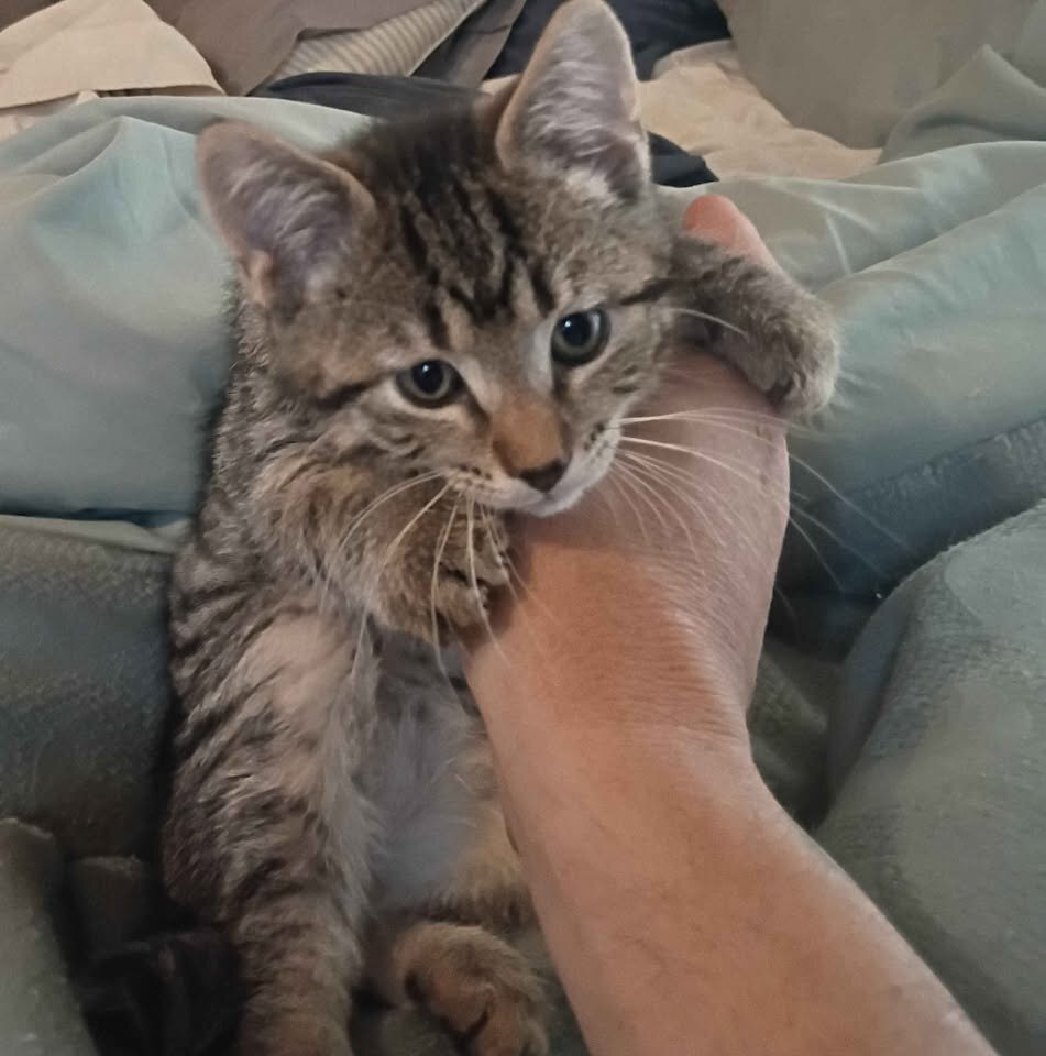 kitten image 1