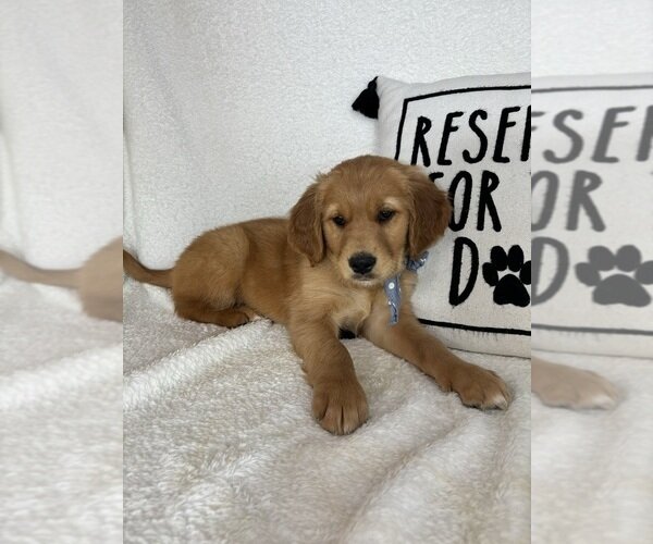 ADORABLE LITTLE GOLDEN RETRIEVER PUPPIES image 3