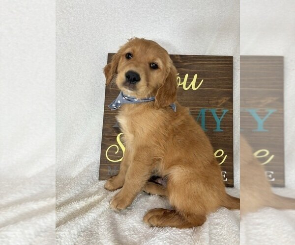 ADORABLE LITTLE GOLDEN RETRIEVER PUPPIES image 2