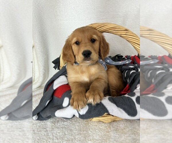 ADORABLE LITTLE GOLDEN RETRIEVER PUPPIES image 4