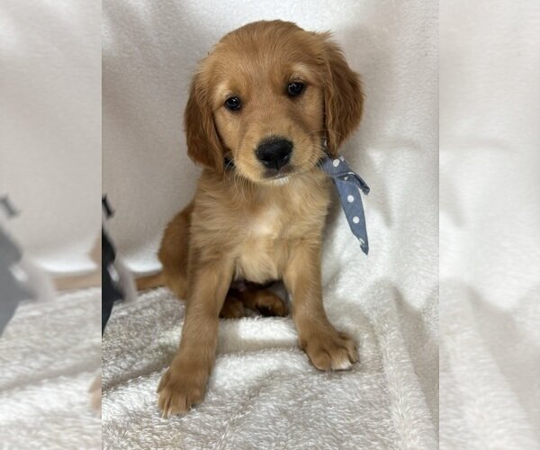 ADORABLE LITTLE GOLDEN RETRIEVER PUPPIES image 1