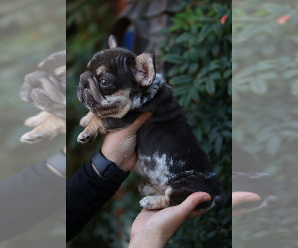 FRENCHIE FRENCH BULLDOG image 2