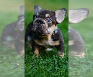 FRENCHIE FRENCH BULLDOG image 3