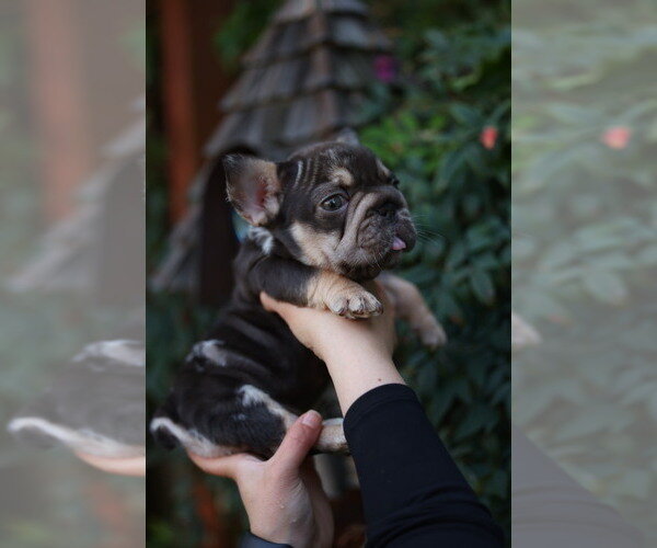 FRENCHIE FRENCH BULLDOG image 1