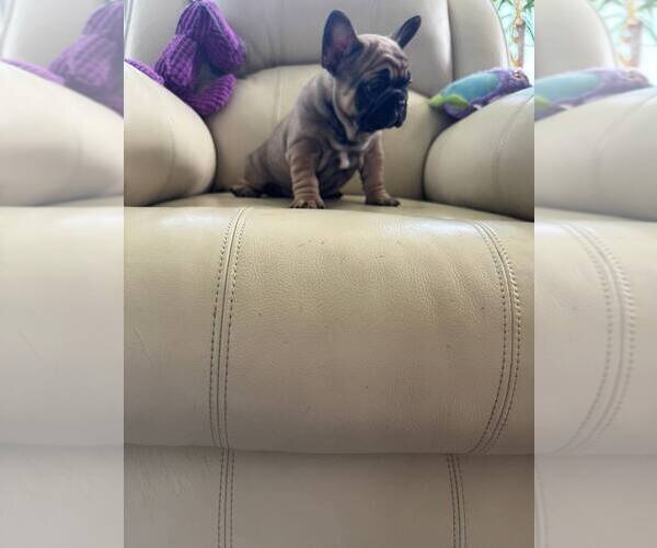 PREMIUM BLUE FRENCH BULLDOG PUPPIES image 3