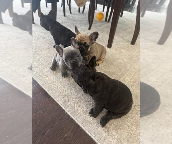 PREMIUM BLUE FRENCH BULLDOG PUPPIES image 1