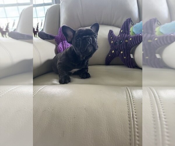 PREMIUM BLUE FRENCH BULLDOG PUPPIES image 2
