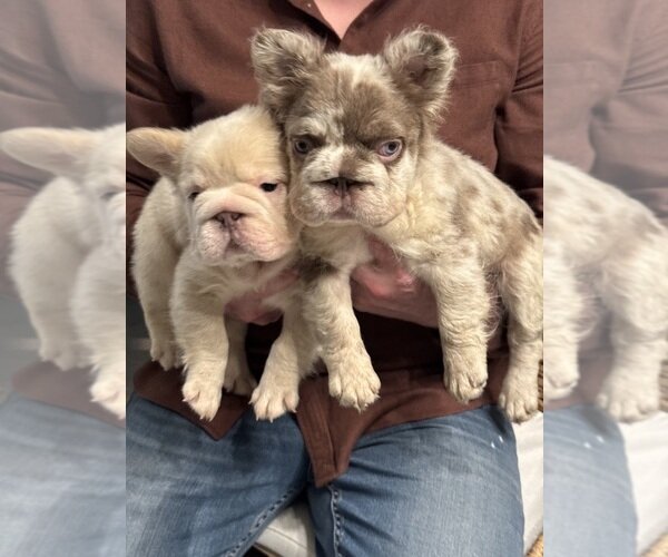 PINK PANTHER LITTER FLUFFY FRENCH BULLDOG BIG ROPE image 1