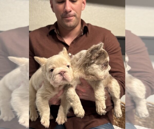 PINK PANTHER LITTER FLUFFY FRENCH BULLDOG BIG ROPE image 2