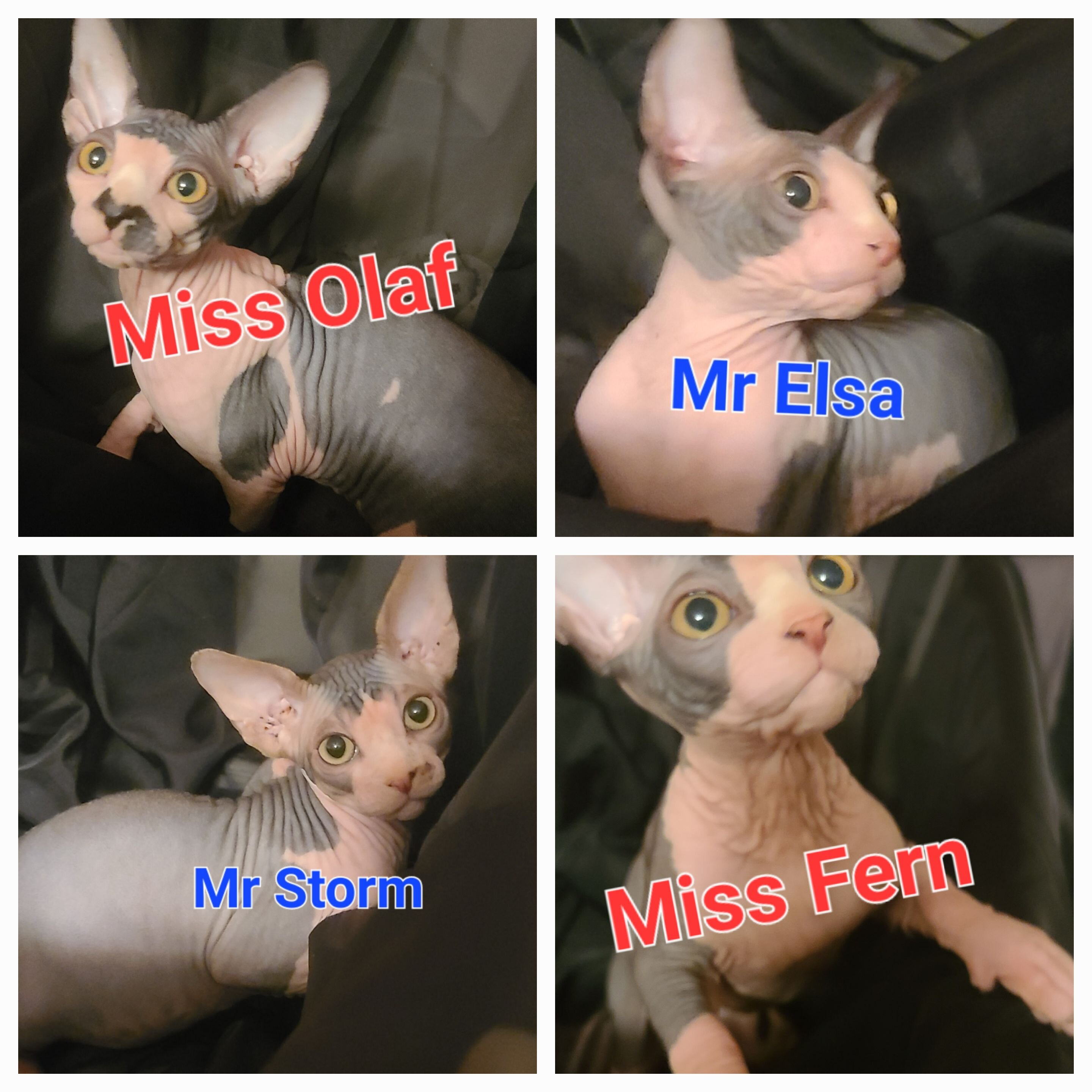 Sphynx kittens image 1