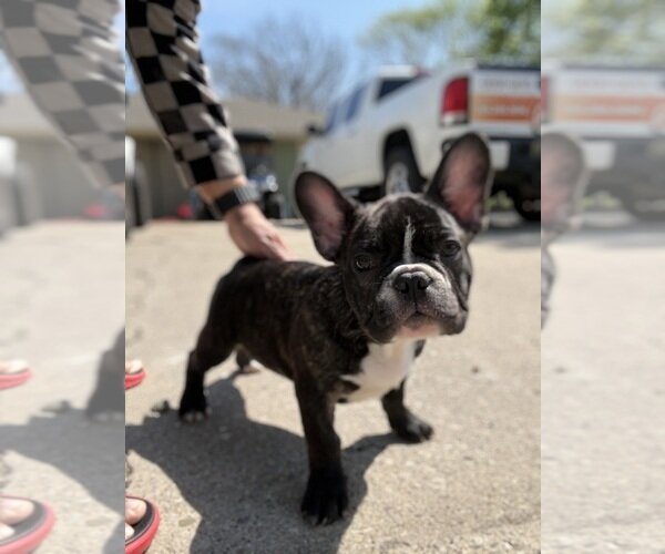 TOP QUALITY FRENCHIES VET CHECKED FAMILY RAISED image 8