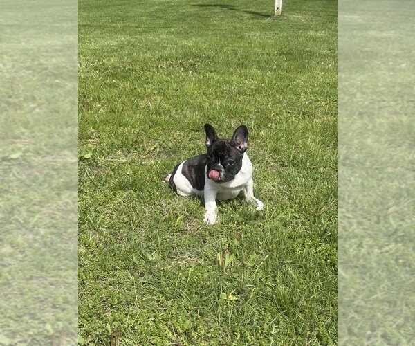 TOP QUALITY FRENCHIES VET CHECKED FAMILY RAISED image 4