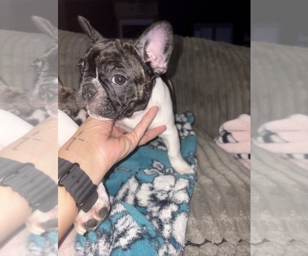 TOP QUALITY FRENCHIES VET CHECKED FAMILY RAISED image 2