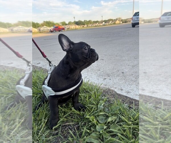 TOP QUALITY FRENCHIES VET CHECKED FAMILY RAISED image 9